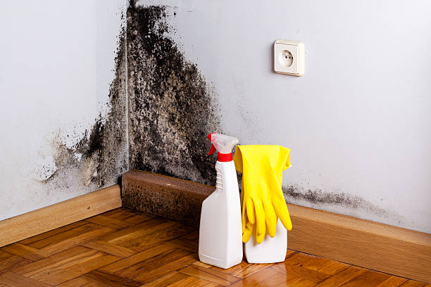 Trusted Mertzon, TX Mold Removal Experts